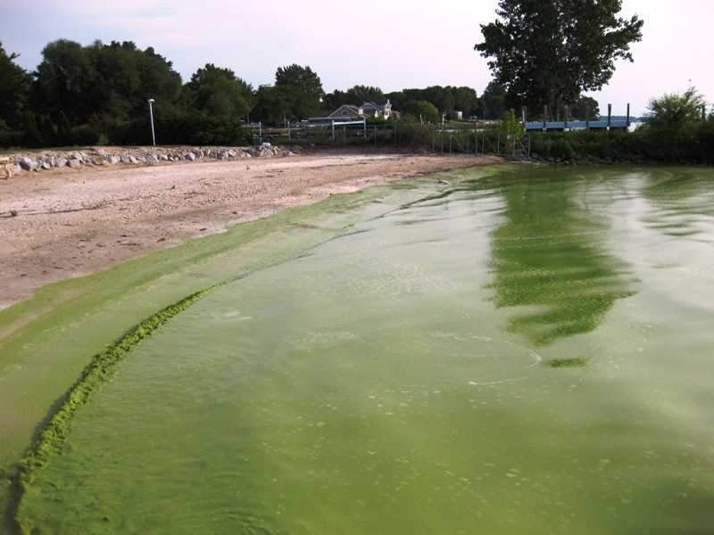 Cyanobacterial bloom on Lake Erie